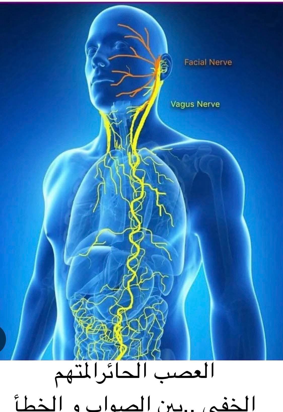 العصب الحائر (العصب 10)… المتحكم الخفي في جسمك